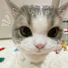 cute picture of a cat